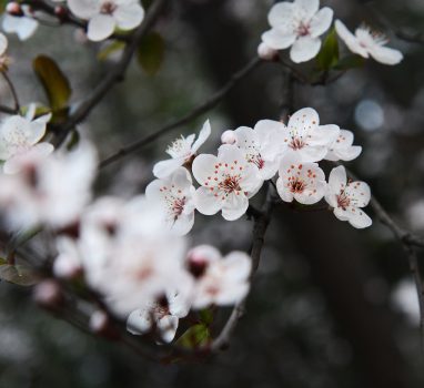 三月花开