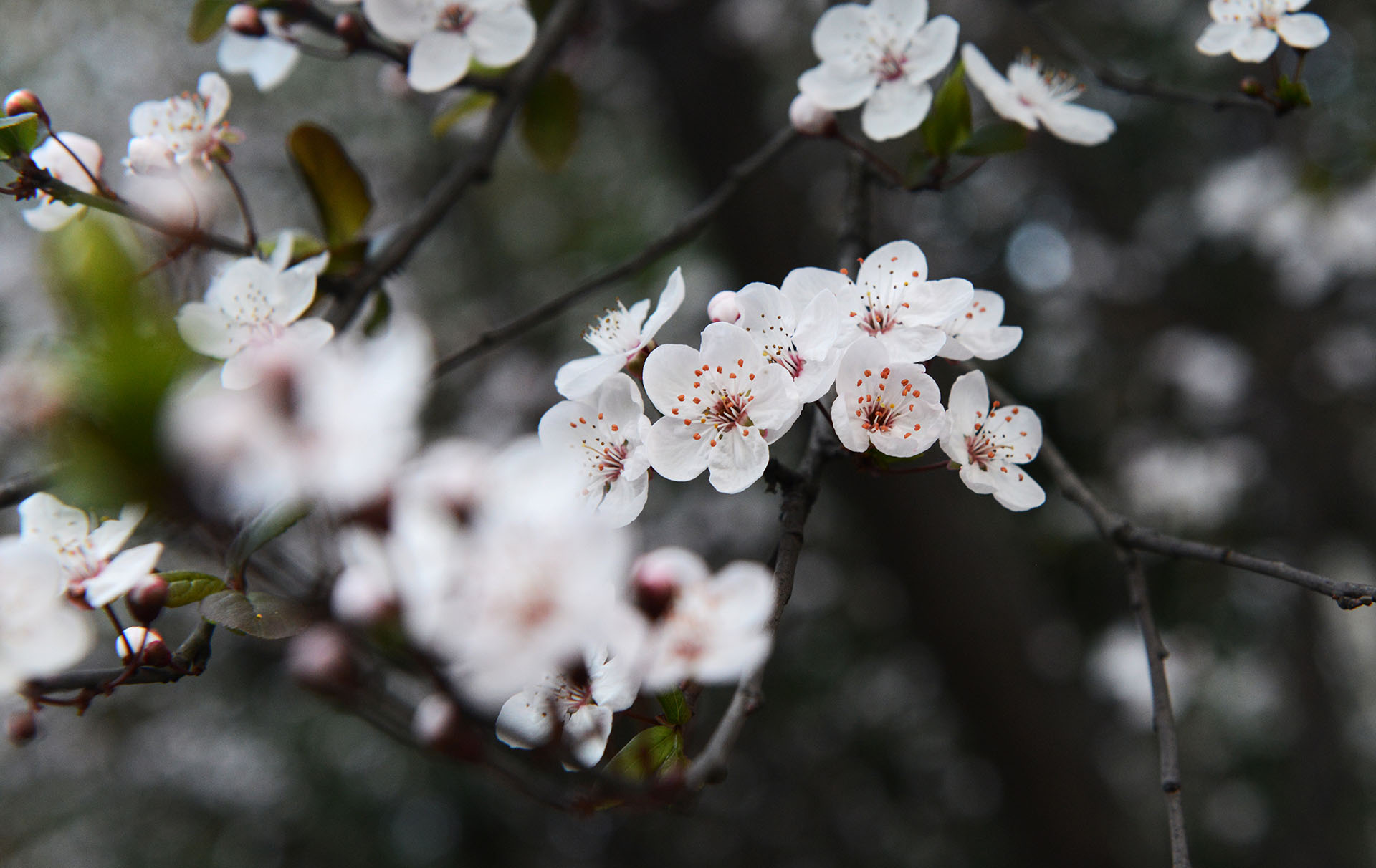 三月花开